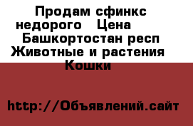 Продам сфинкс, недорого › Цена ­ 500 - Башкортостан респ. Животные и растения » Кошки   